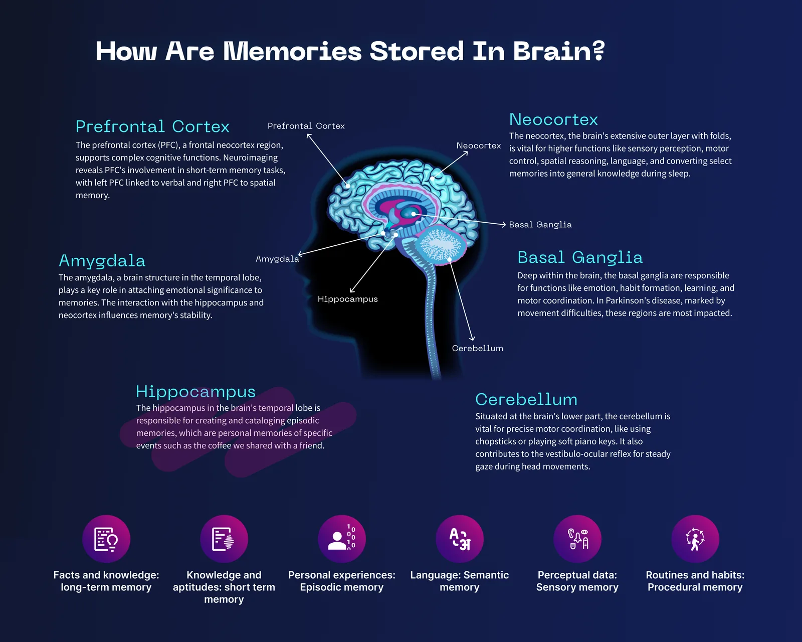 Diagram of how memories are stored in the brain, labeling the amygdala, hippocampus, cerebellum and other regions.